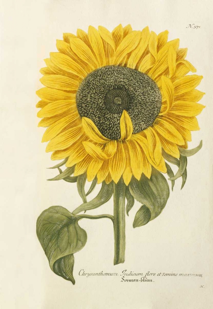 Wall art: Sun Flower, by Weinmann, Johann Wilhem