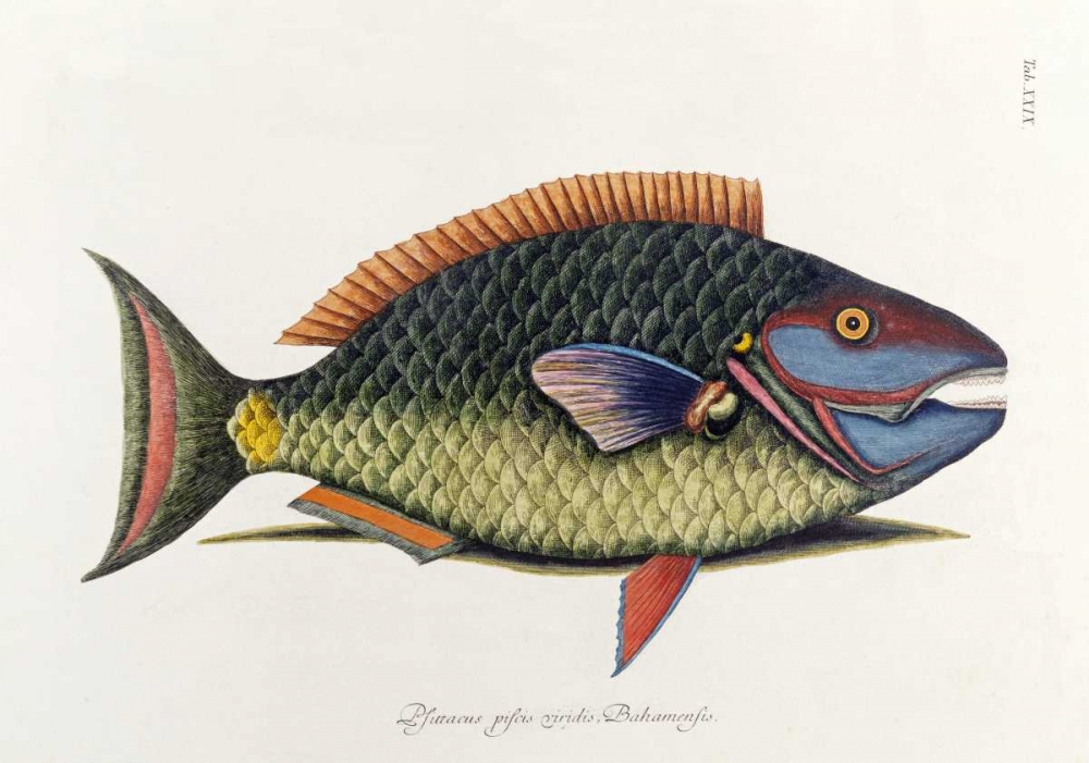 Wall Art Painting id:90277, Name: The Parrot Fish, Artist: Catesby, Mark