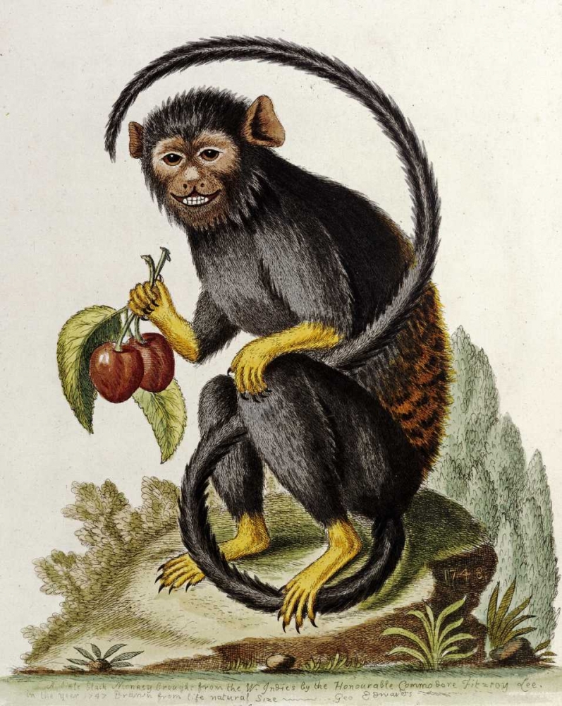 Wall Art Painting id:90325, Name: A Little Black Monkey, Artist: Edwards, George