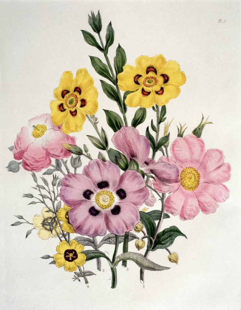 Wall Art Painting id:90798, Name: Yellow and Pink Mixed Flowers. Cistus, Artist: Burne-Jones, Sir Edward