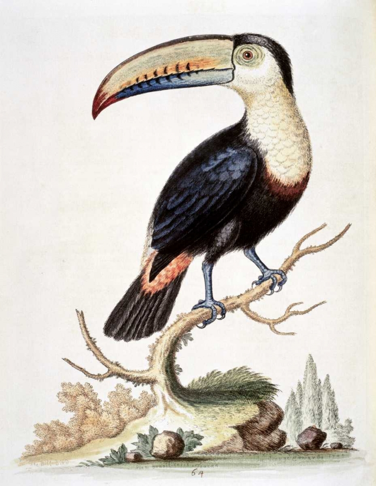 Wall Art Painting id:90996, Name: Le Toucan, Artist: Edwards, George