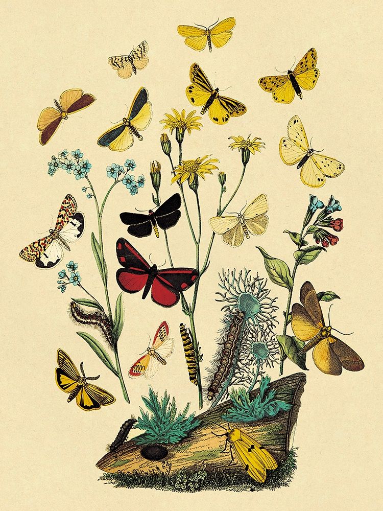 Wall Art Painting id:267787, Name: Moths: C. Miniata, S. Aurita, et al., Artist: Kirby, W. F.