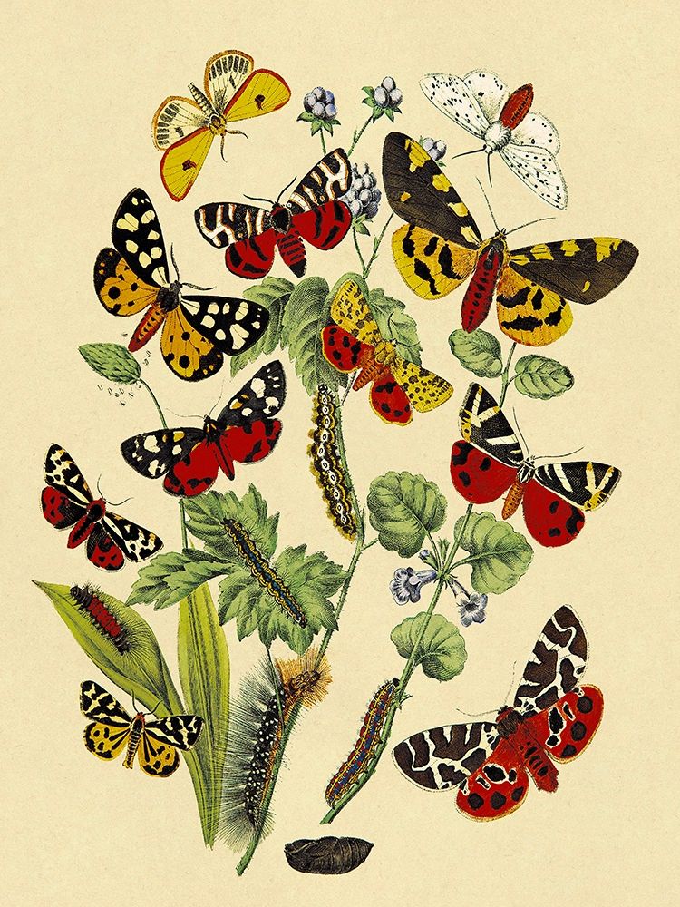 Wall Art Painting id:267789, Name: Moths: N. Plantaginis, A. Purpurea, et al., Artist: Kirby, W. F.