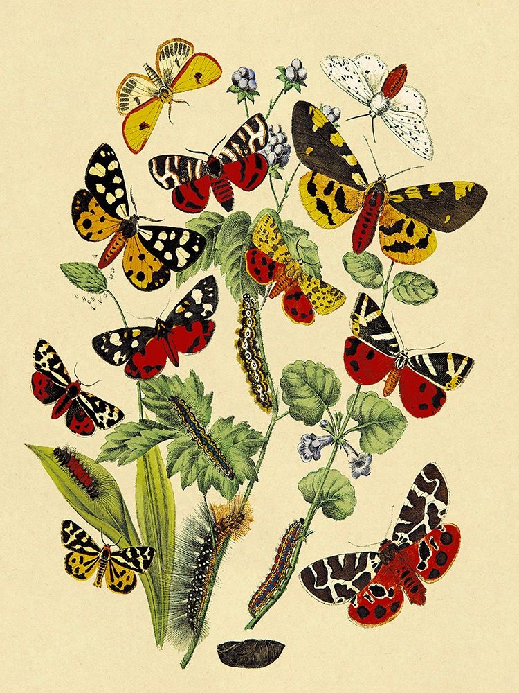 Art Print: Moths: N. Plantaginis, A. Purpurea, et al.