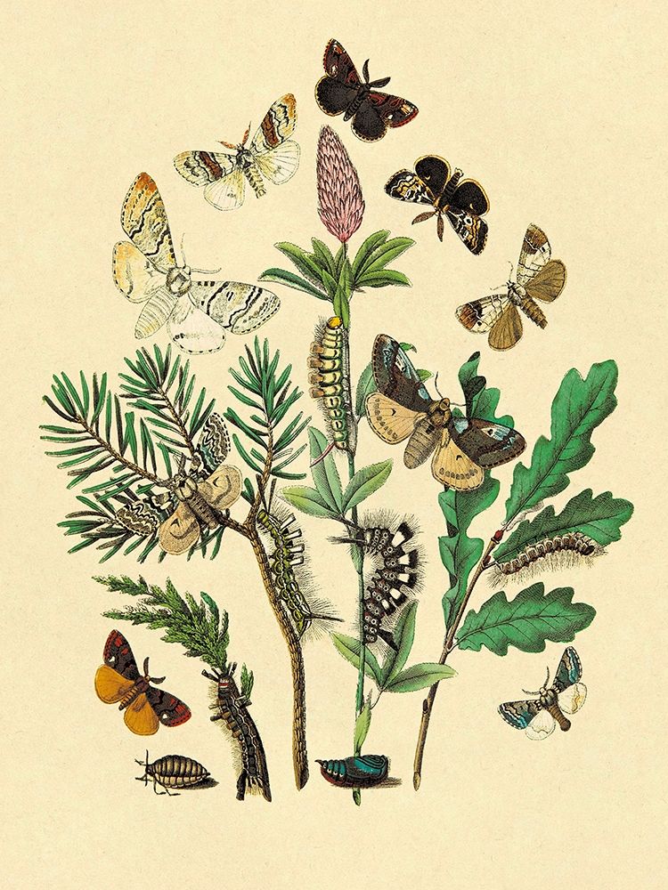 Wall Art Painting id:267790, Name: Moths: O. Gonostigma, D. Pudibunda, et al., Artist: Kirby, W. F.