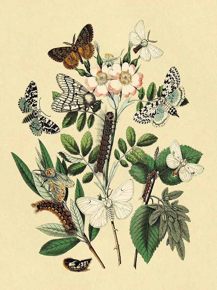 Art Print: Moths: L. Salicis, O. Dispar, et al.