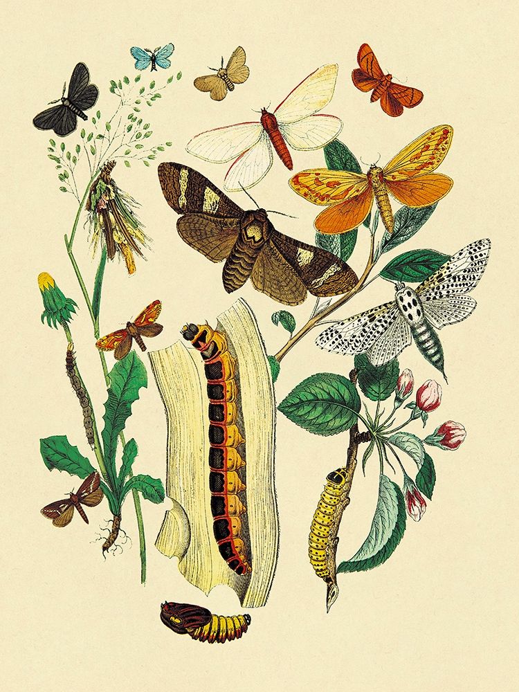 Wall Art Painting id:267792, Name: Moths: C. Ligniperda, Z. Aesculi, et al., Artist: Kirby, W. F.
