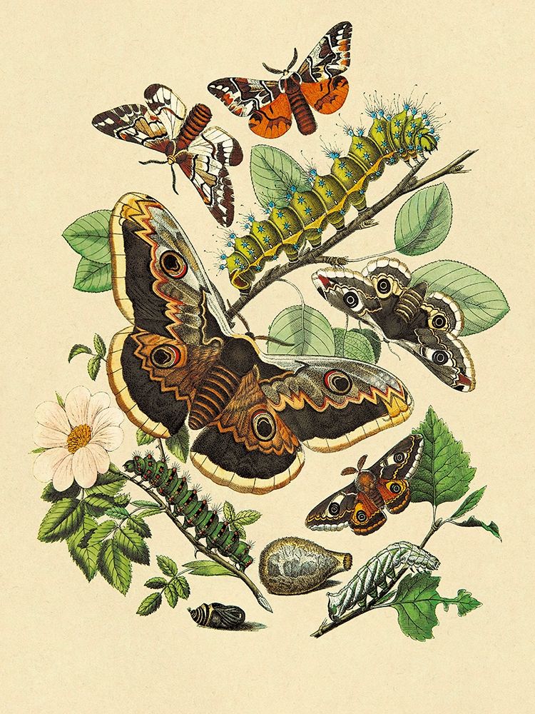 Art Print: Moths: E. Versicolora, S. Pyri, S. Carpini