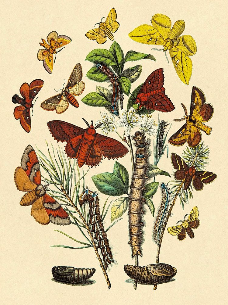 Wall Art Painting id:267794, Name: Moths: G. Quercifolia, L. Potatoria, et al., Artist: Kirby, W. F.