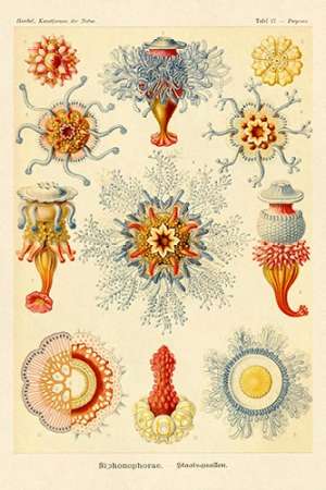 Wall Art Painting id:188629, Name: Haeckel Nature Illustrations: Siphoneae Hydrozoa, Artist: Haeckel, Ernst