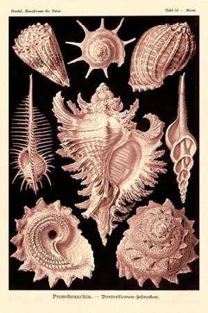 Wall Art Painting id:188635, Name: Haeckel Nature Illustrations: Gastropods - Rose Tint, Artist: Haeckel, Ernst