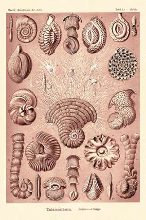 Wall Art Painting id:188636, Name: Haeckel Nature Illustrations: Talamophora, Formanifera, Rhisopods - Rose Tint, Artist: Haeckel, Ernst