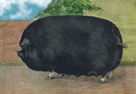 Wall Art Painting id:188755, Name: Pigs and Pork: Champion Sow, Artist: Advertisement