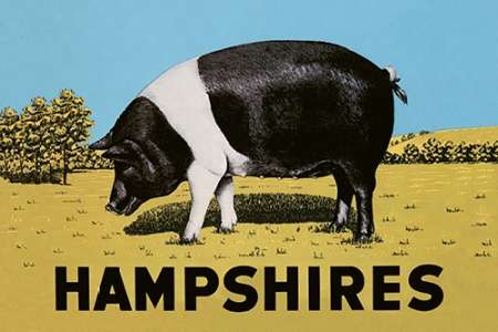 Wall Art Painting id:188757, Name: Pigs and Pork: Hampshires, Artist: Advertisement