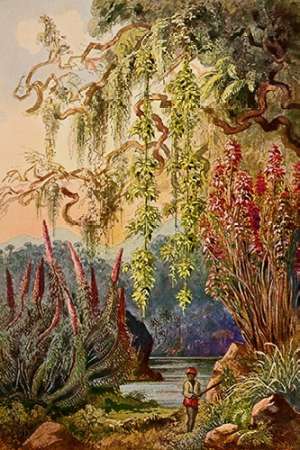 Wall art: Nillu-Busche und Hangebambusen Hochland von Ceylon, by Haeckel, Ernst