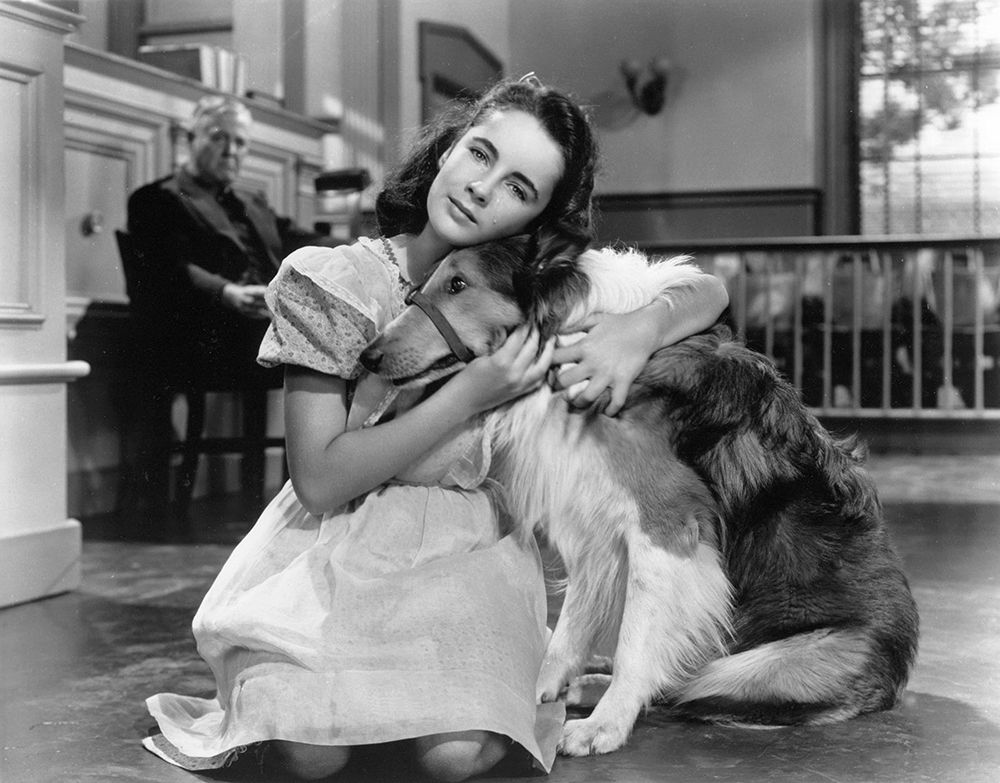 Wall art: Elizabeth Taylor wih Lassie, by Hollywood Photo Archive