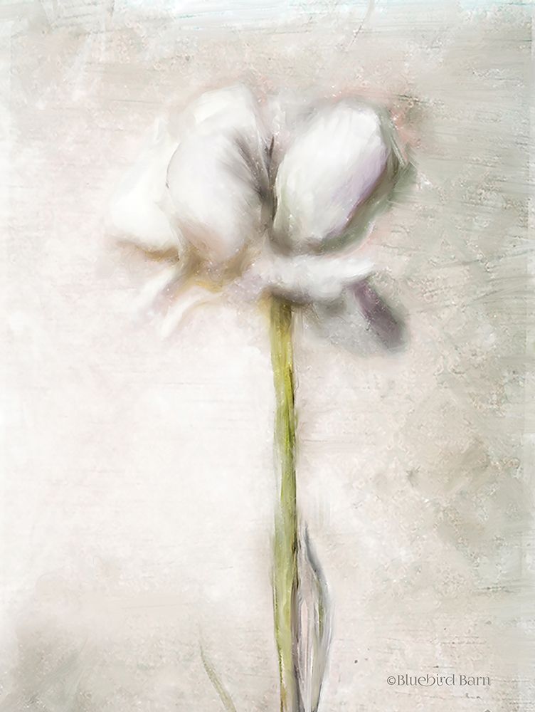 Art Print: Blush Ranunculus Solitary