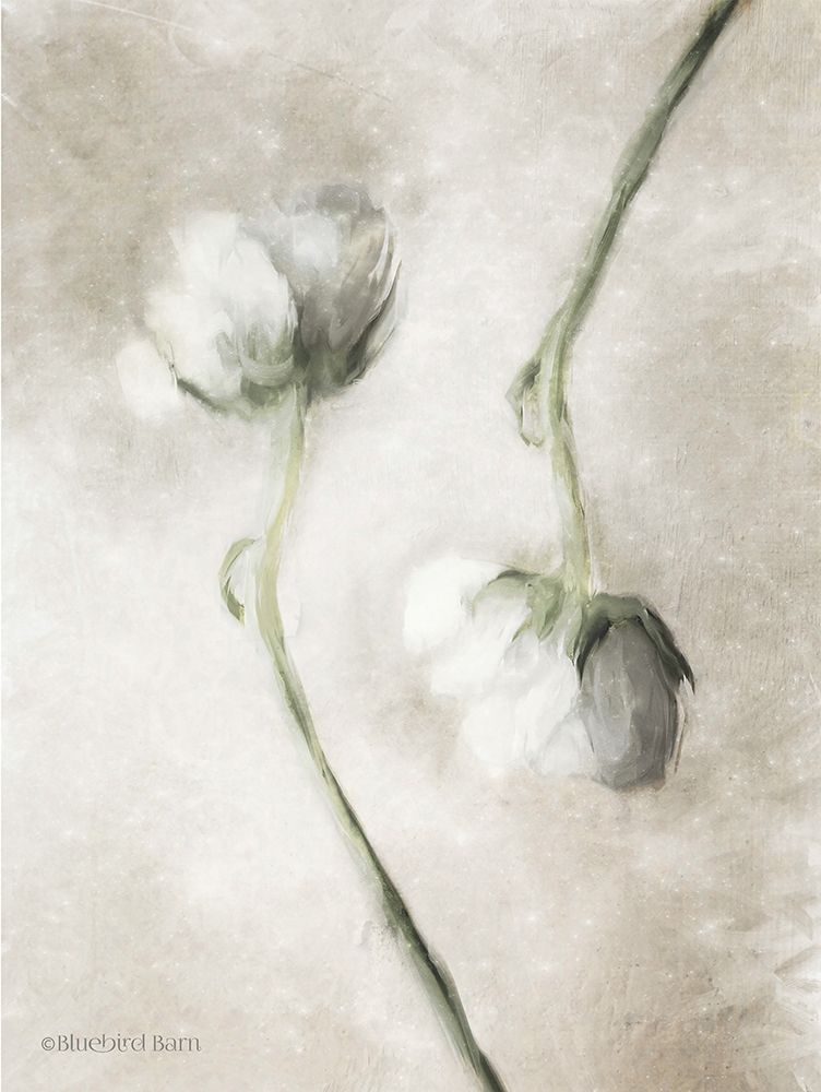 Art Print: Blush Ranunculus Duo