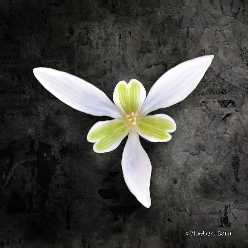Wall Art Painting id:249170, Name: Contemporary Floral Trillium, Artist: Bluebird Barn
