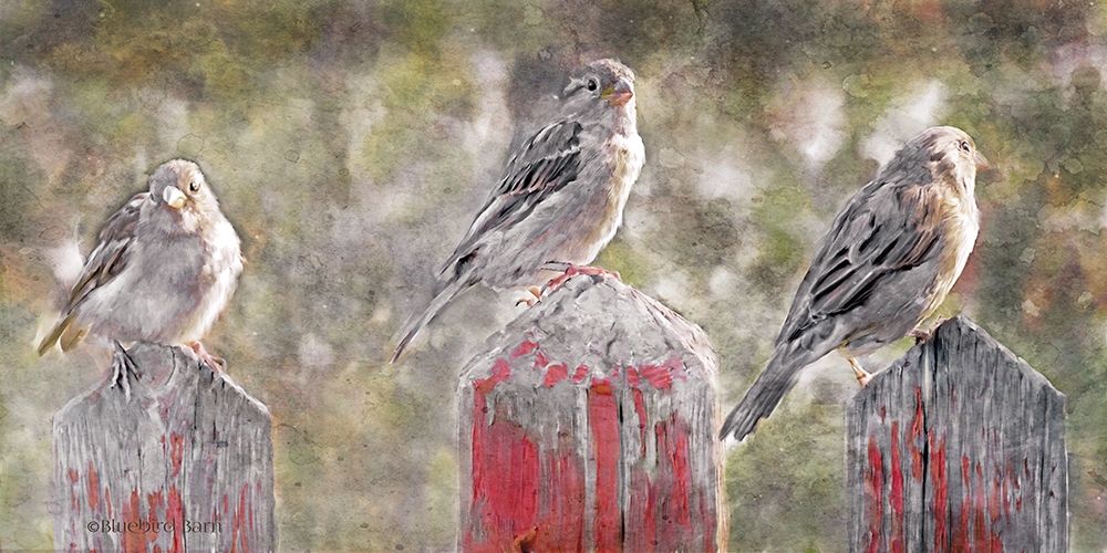 Wall Art Painting id:262470, Name: Birds on a Fence, Artist: Bluebird Barn