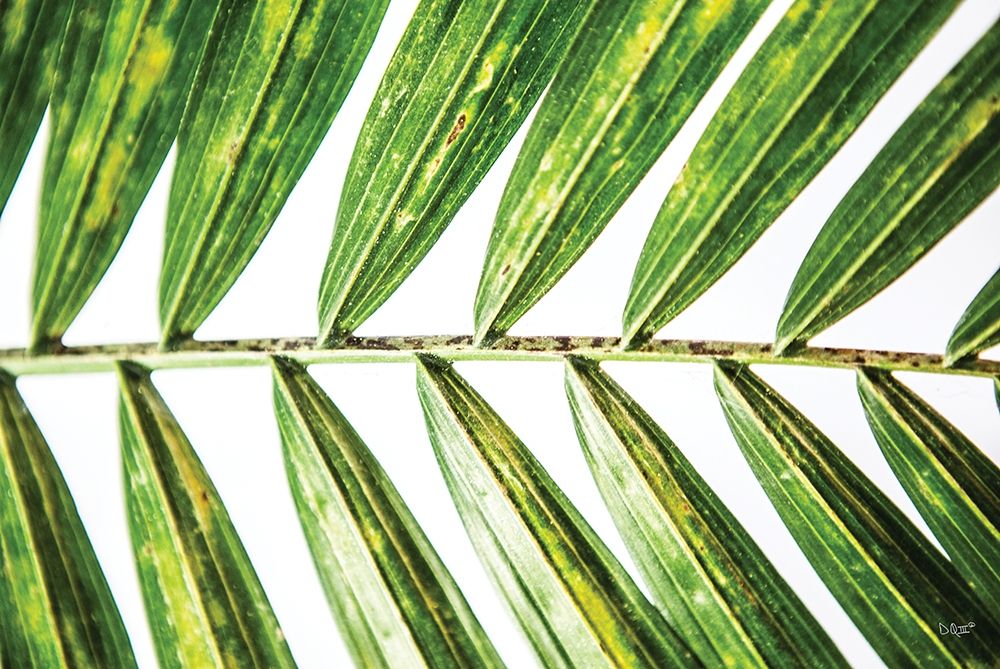 Art Print: Leaf Study I