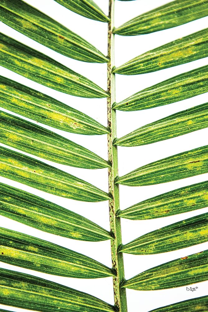 Wall Art Painting id:430511, Name: Leaf Study II, Artist: Quillen, Donnie