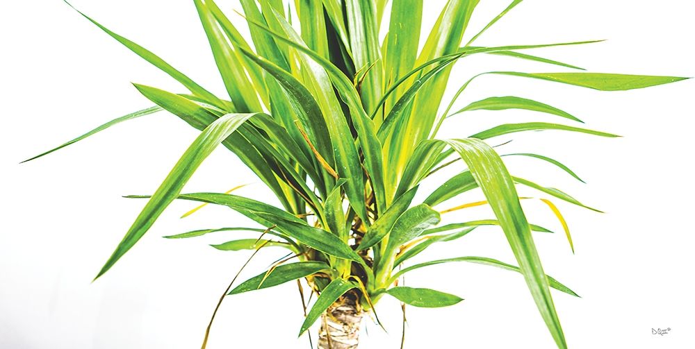 Art Print: Leafy Days