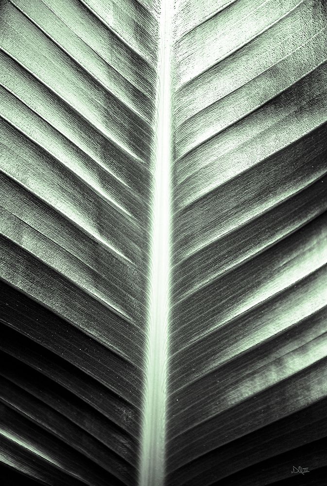 Art Print: Leaf Lines