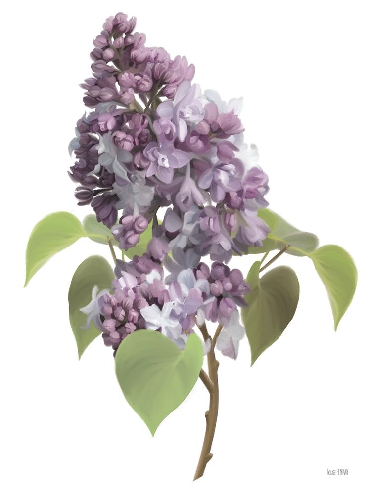 Art Print: Lilac Stem