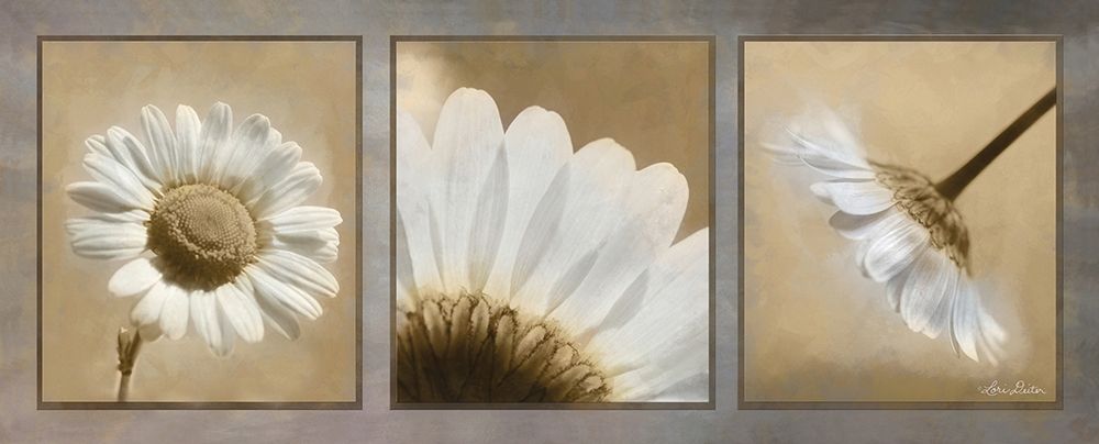 Art Print: Daisy Trio