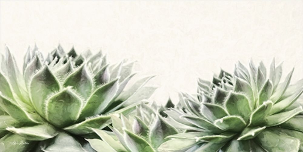Art Print: Soft Succulents I