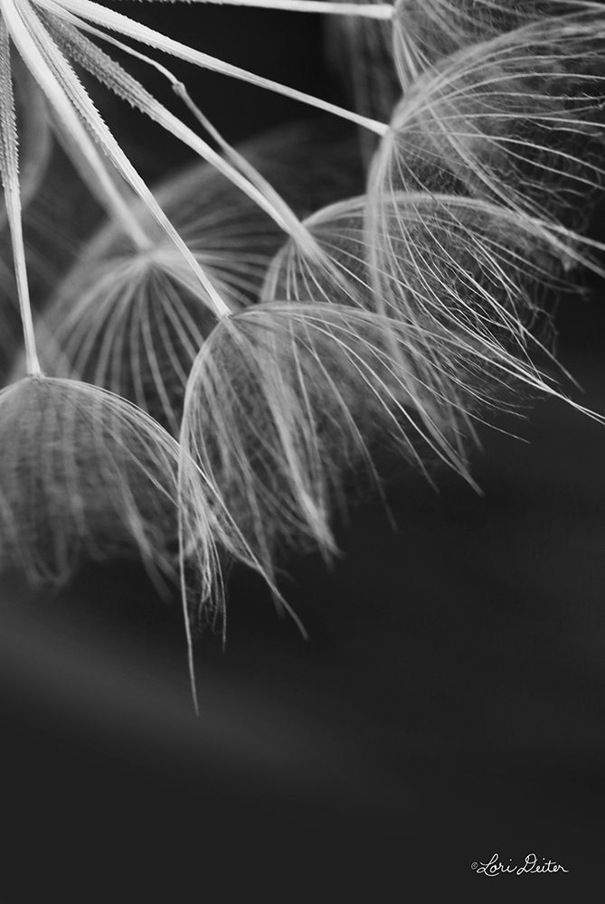 Art Print: Goatsbeard I