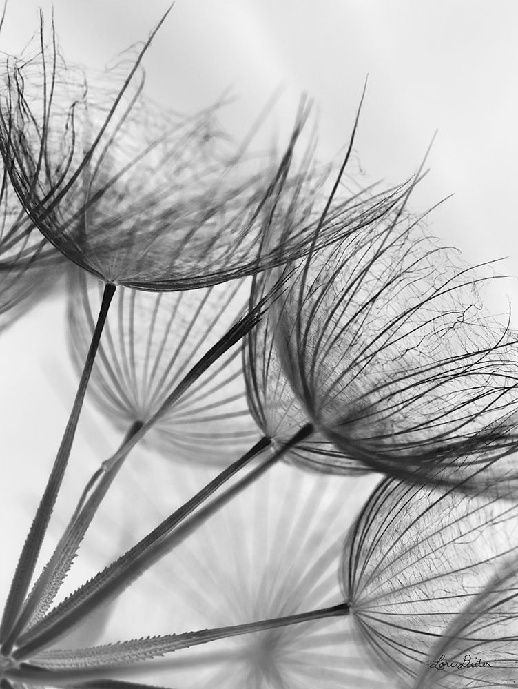 Art Print: Goatsbeard II