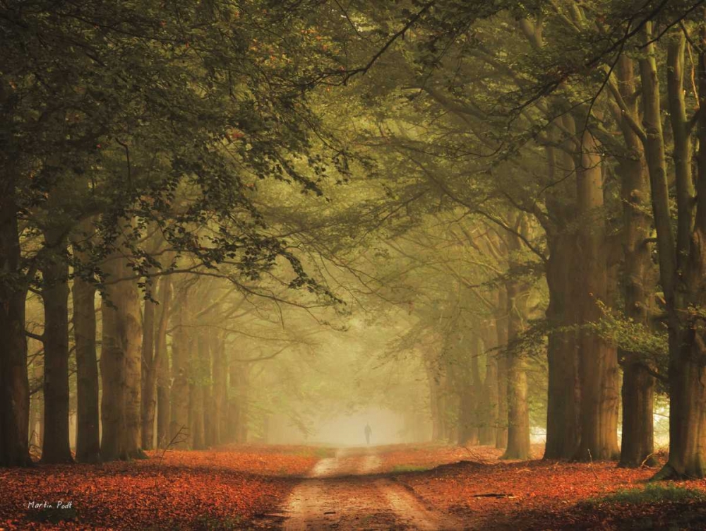 Wall Art Painting id:95831, Name: Misty Walk, Artist: Podt, Martin