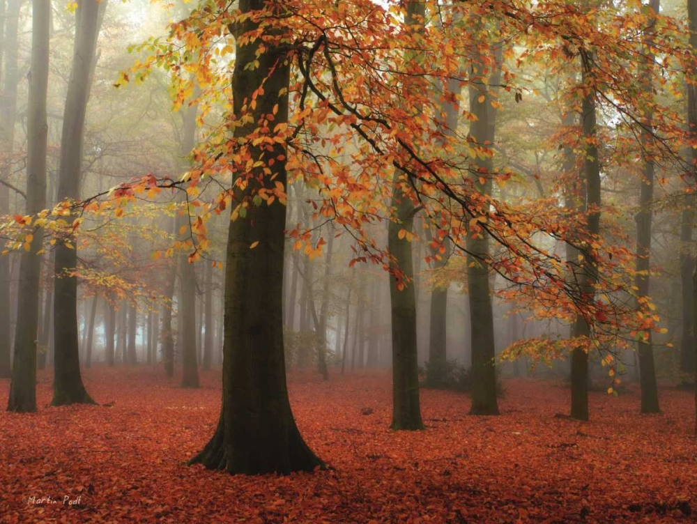 Wall Art Painting id:95832, Name: Miss Misty, Artist: Podt, Martin