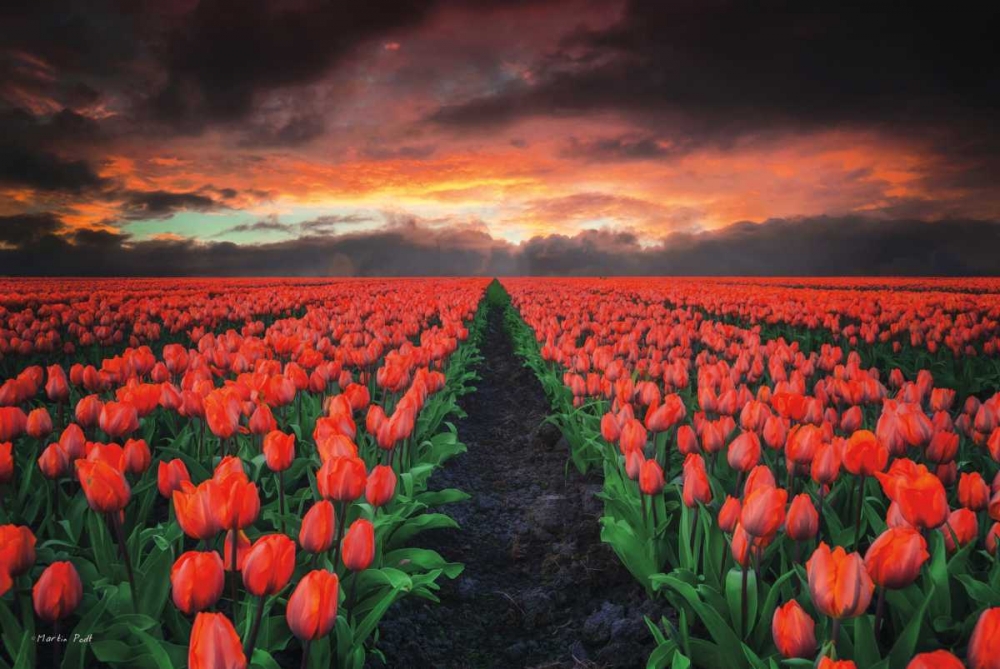 Wall Art Painting id:142917, Name: Endless Fields, Artist: Podt, Martin