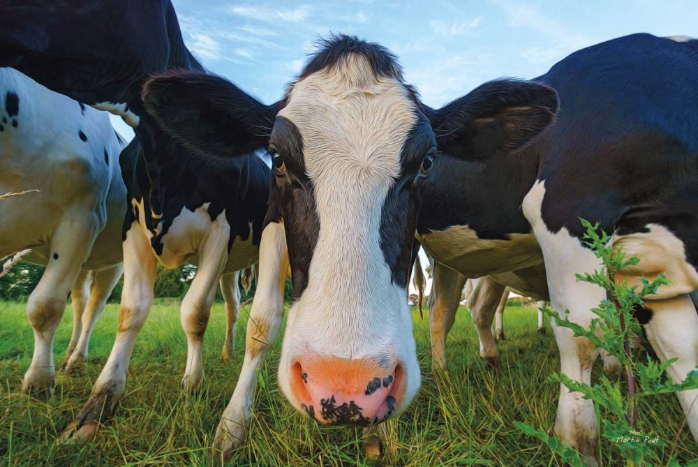 Wall Art Painting id:142923, Name: Moo, Artist: Podt, Martin