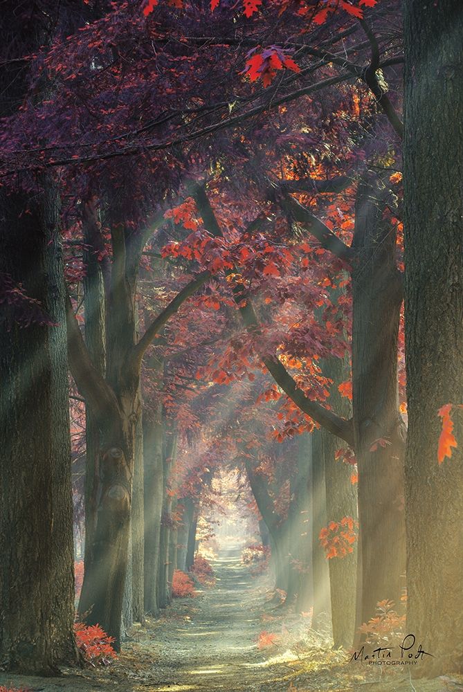Art Print: Path of Happiness