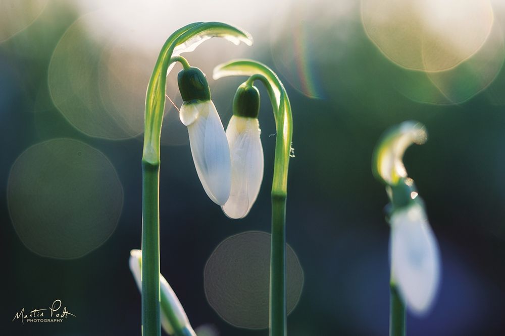 Art Print: Snowdrops I 