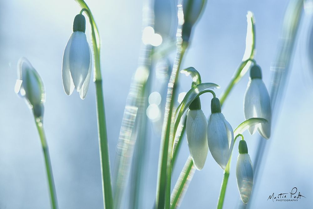 Art Print: Couple of Snowdrops 