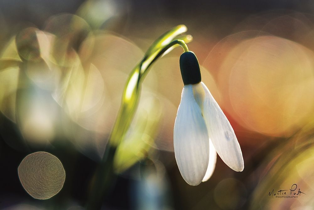 Art Print: Snowdrops III
