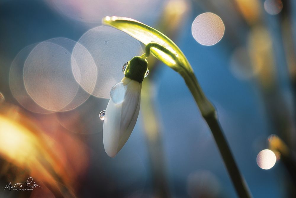 Art Print: Snowdrops IV