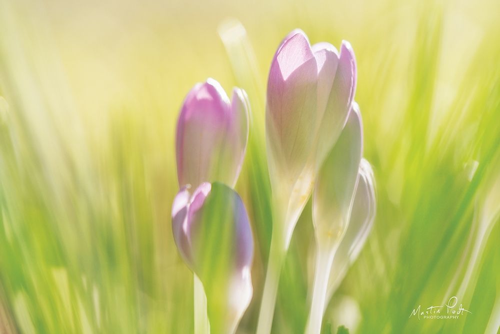 Art Print: Soft Crocus