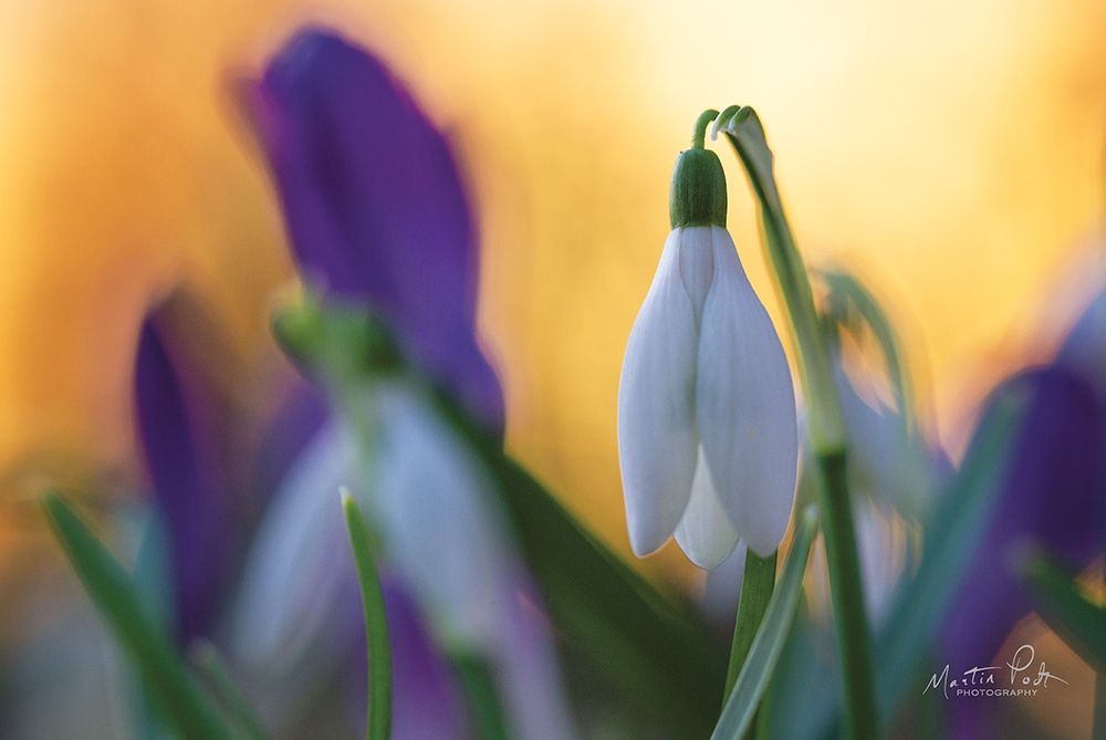 Art Print: Snowdrop at Sunset
