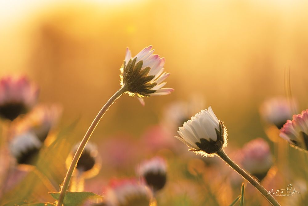 Art Print: Daisies    