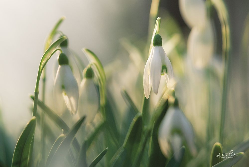 Art Print: Snowdrops