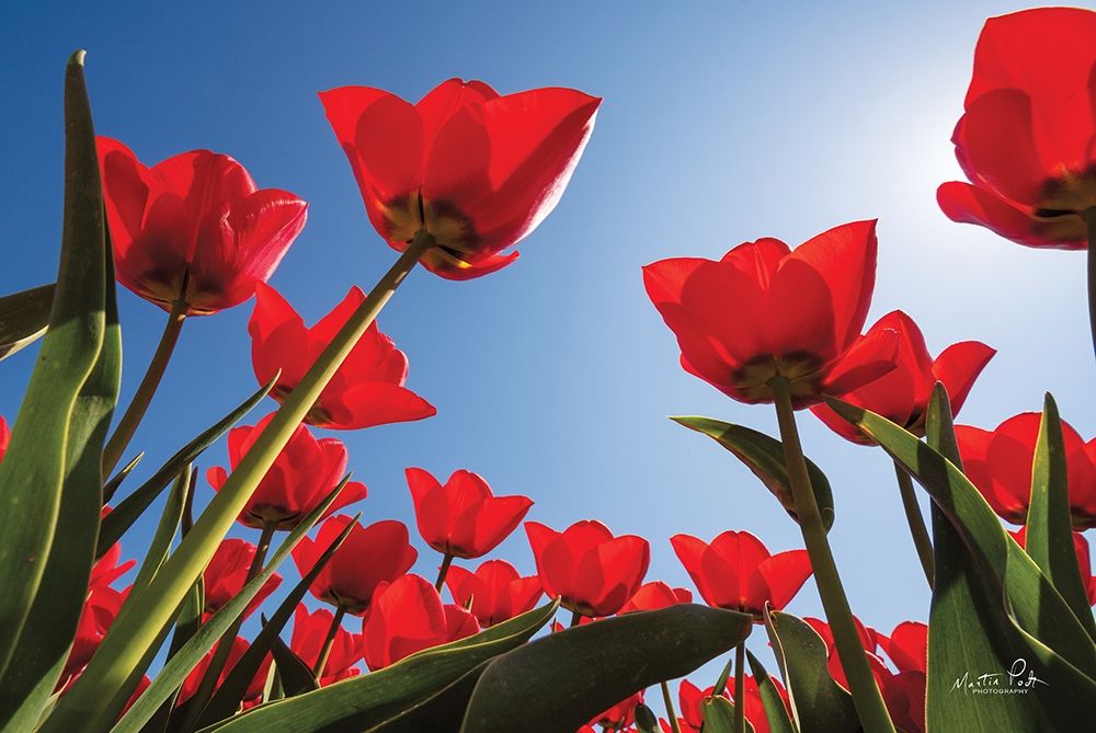 Art Print: Look Up in Red