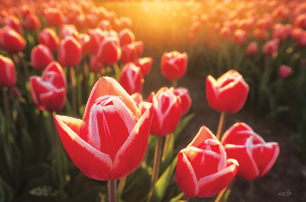 Art Print: Tulips at Sunrise