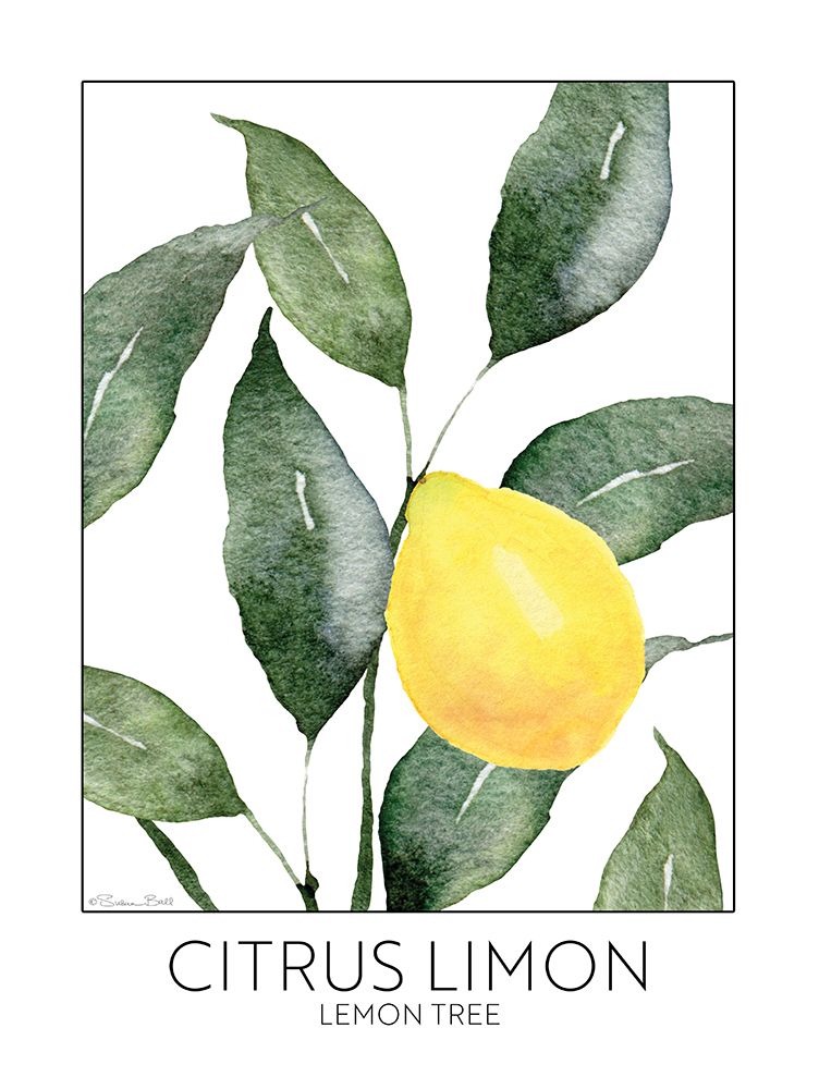 Wall Art Painting id:726556, Name: Lemon Tree, Artist: Ball, Susan
