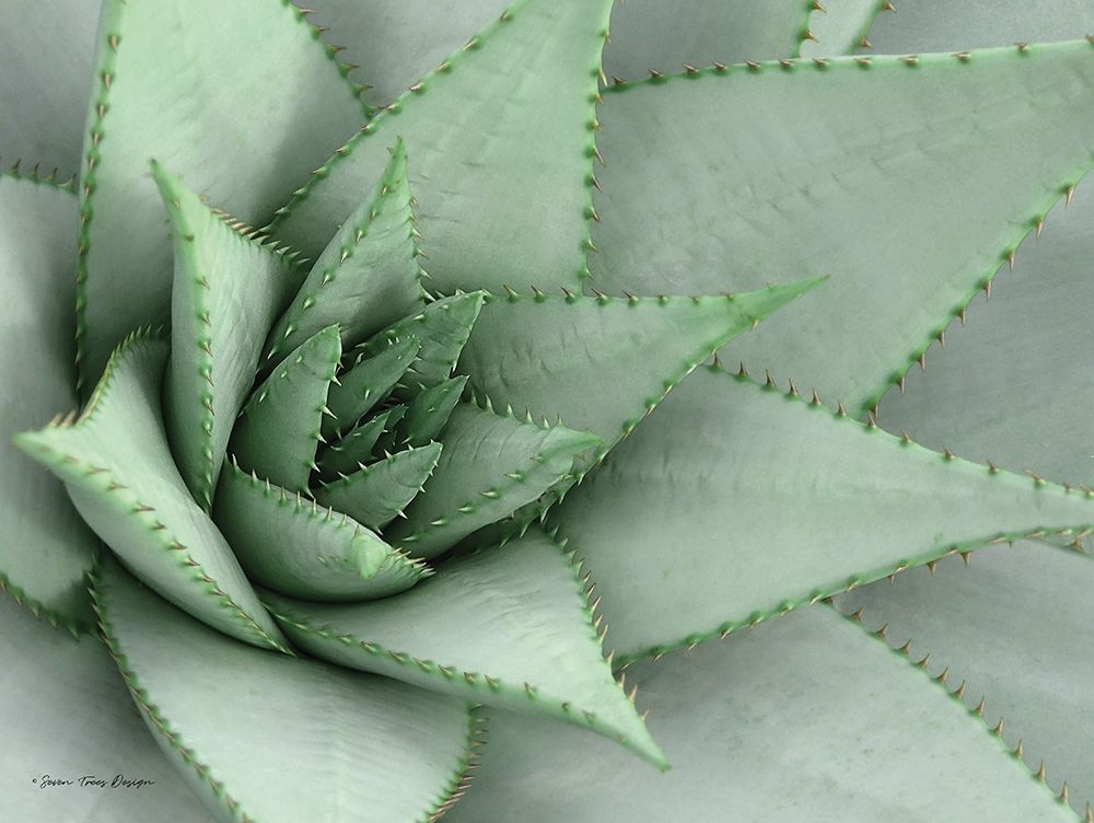 Art Print: Pointy Tip Succulent